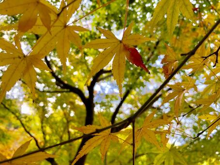 紅葉055 紅葉055の写真