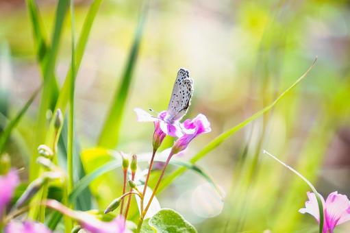 玉ボケと光に包まれた花にとまる小さな蝶 蝶,昆虫,生き物の写真素材