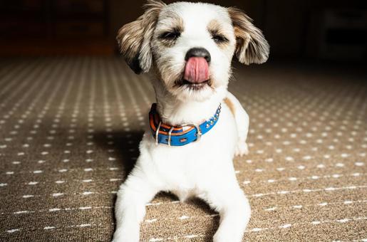 伏せした犬 犬,dog,ジャックラッセルの写真素材
