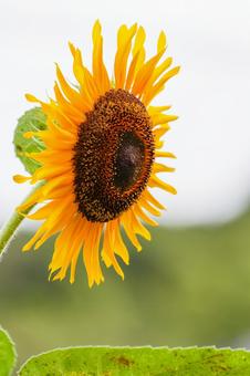 太陽のようなヒマワリ01 太陽のようなヒマワリ01 ひまわり,花,花びらの写真素材