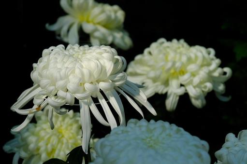 菊 菊の写真