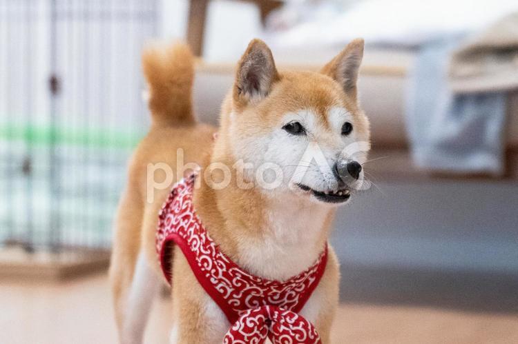 柴犬 犬,カメラ目線,動物の写真素材