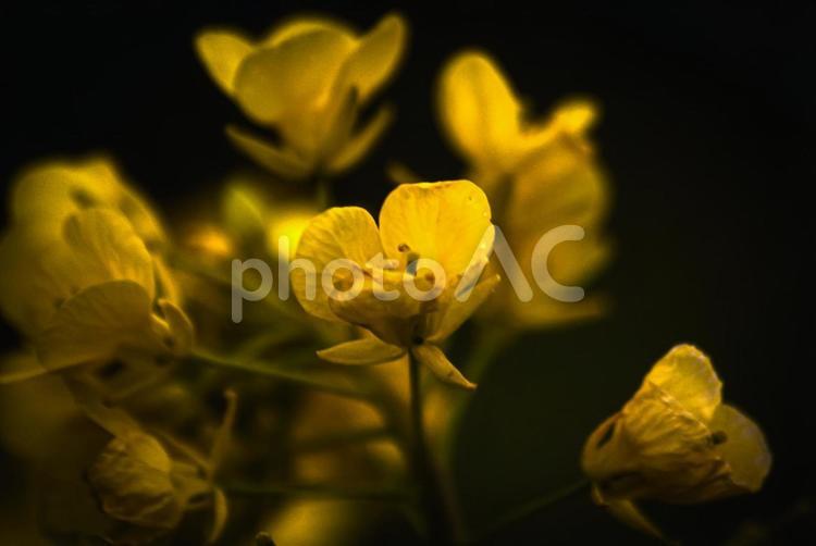 ＜五島の春景＞冬に咲いた夜明けの菜の花 花,菜の花,植物の写真素材