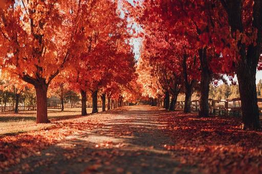 紅葉の並木道の写真