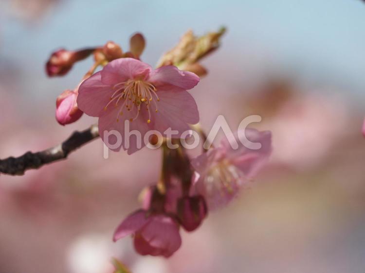 春の花　桜　カワヅザクラ① 桜,春,春の花の写真素材