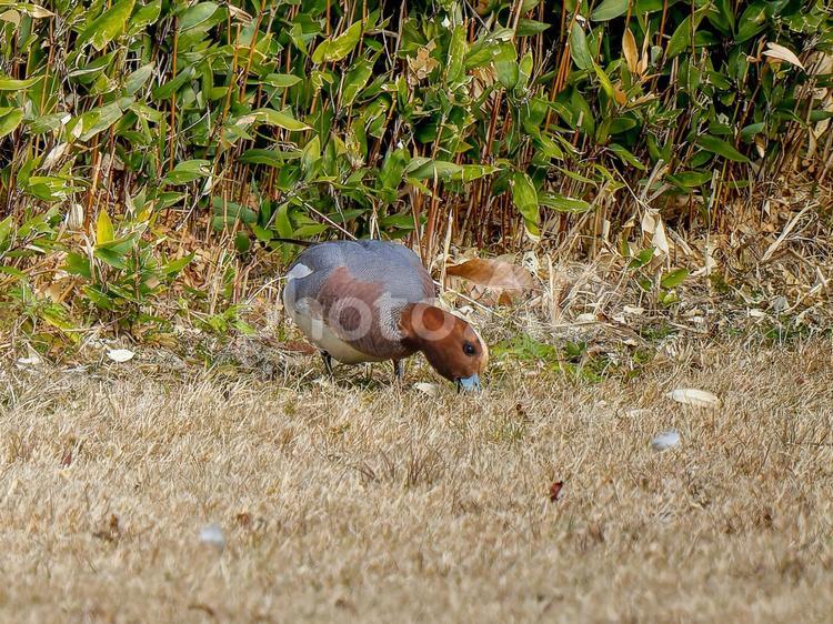 地面を歩くヒドリガモ・カモ ヒドリガモ,カモ,鴨の写真素材