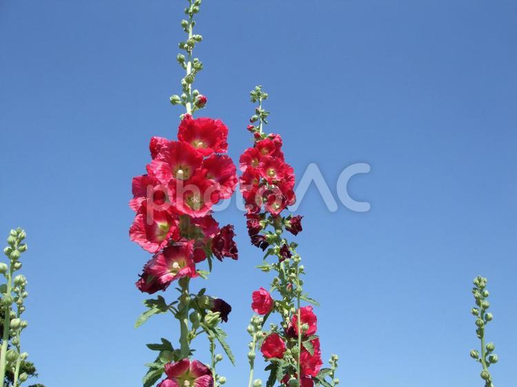 真っ赤なタチアオイは垂直に咲いて タチアオイ,ツユアオイ,コケコッコ花の写真素材