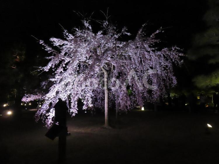 枝垂れ桜のライトアップ 元離宮二条城,庭園,松の木の写真素材