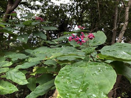 赤い花に青い実 赤い花に青い実の写真