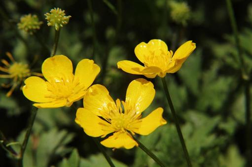 Photo, buttercup, a flower, corolla, 