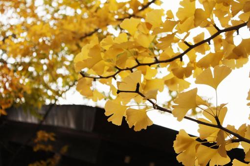黄色のイチョウの木 イチョウ,木,枝の写真素材