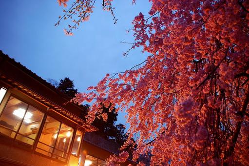 金沢 夜の和風建築と枝垂れ桜(石川) 金沢 夜の和風建築と枝垂れ桜(石川) 枝垂れ桜,桜,しだれ桜の写真素材