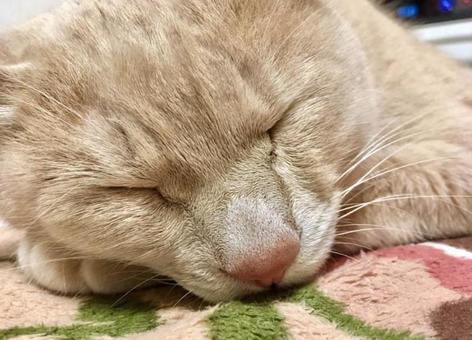 眠い猫 眠い猫の写真