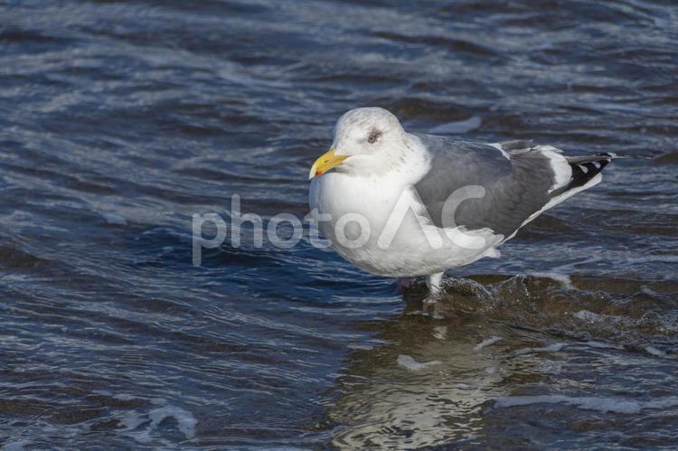 海岸で休むウミネコ。青森、合浦公園 ウミネコ,うみねこ,海猫の写真素材