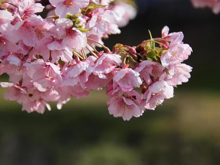 早咲きの河津桜。 早咲きの河津桜。 河津桜,ピンク色,接写の写真素材
