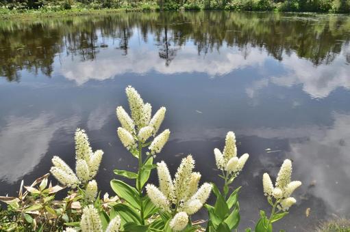 Amaranth and pond, JPG Amaranth and pond, JPG