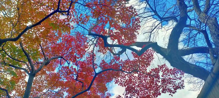 和歌山城紅葉渓庭園の秋景色 和歌山城紅葉渓庭園の秋景色 紅葉,庭園,和歌山城の写真素材