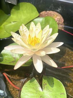 睡蓮 睡蓮 植物,ビオトープ,花の写真素材