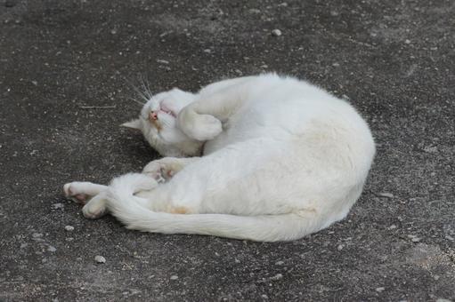 ねこ 箱座り,飼い猫,家猫の写真素材