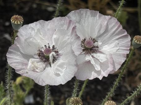 花 花 白い花,花,屋外の写真素材