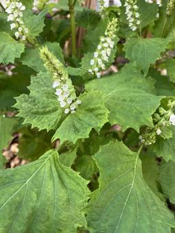 紫蘇の花の写真