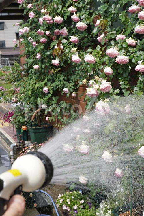水切れした満開のつるバラに水をかける05 バラ,薔薇,花の写真素材