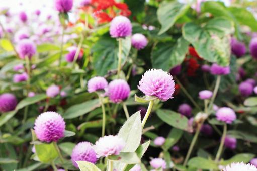 千日紅（センニチコウ）のお花畑 千日紅,センニチコウ,お花畑の写真素材
