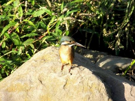 支流の岩の上に止まったカワセミ カワセミ,鳥,鳥類の写真素材