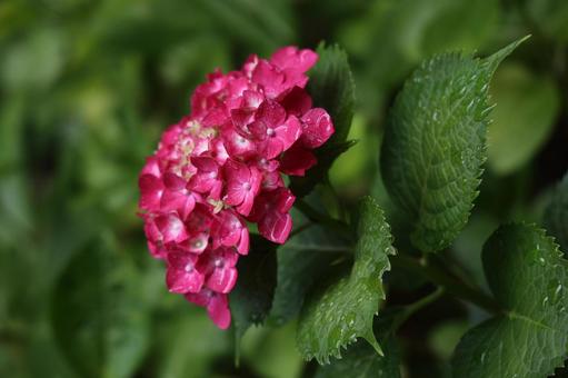 雨上がりの濃いピンクアジサイ アジサイ,紫陽花,ピンクの写真素材