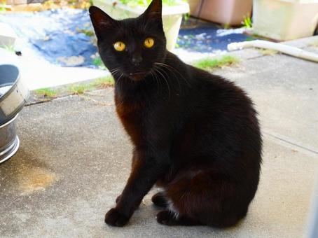 黒猫.1 黒猫.1の写真