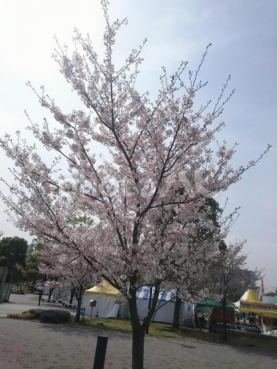 お台場　桜　２ お台場,桜,さくらの写真素材