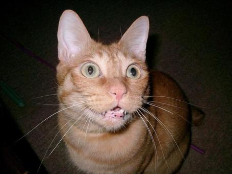 猫（茶トラ）の写真