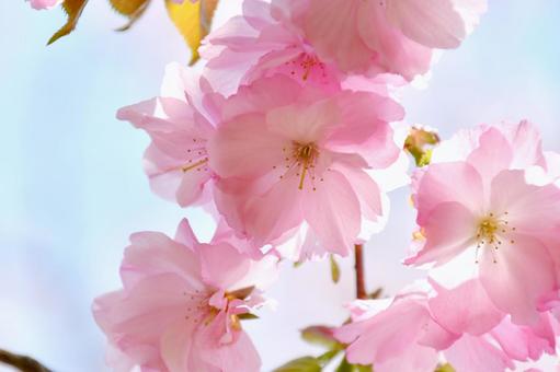紅色の桜 紅豊 紅色の桜 紅豊 桜,紅豊,八重桜の写真素材