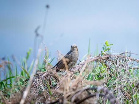 地面を歩くヒヨドリ 地面を歩くヒヨドリの写真