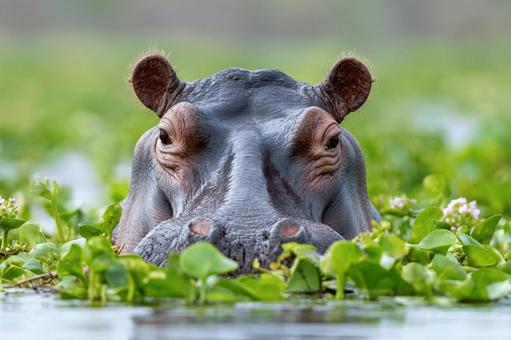 大自然に生きるカバの力強い目 大自然に生きるカバの力強い目の写真