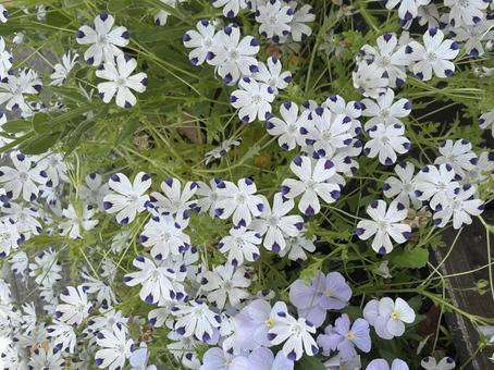花 もんからくさ 花 もんからくさ 花,紫,白の写真素材