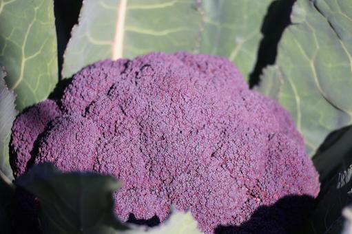 紫色のカリフラワーのアップ 紫色,カリフラワー,アップの写真素材