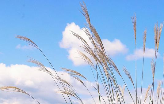 ススキと青空 すすき,青空,雲の写真素材