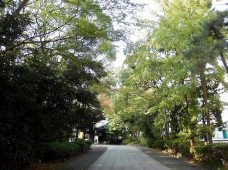 【風景写真】曹洞宗大本山總持寺の風景 【風景写真】曹洞宗大本山總持寺の風景 總持寺,諸嶽山,曹洞宗の写真素材