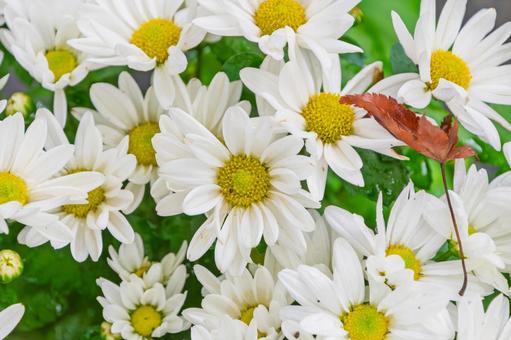 白い小菊に秋の名残り 白い小菊に秋の名残り 小菊,白,花の写真素材