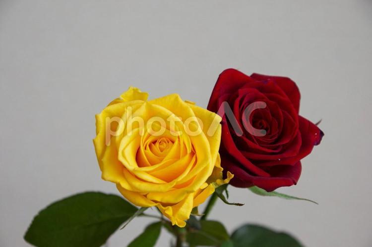赤と黄色のばら ばら,薔薇,黄色の写真素材