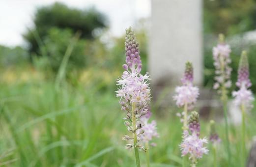 ツルボ ツルボ ツルボ,花,植物の写真素材