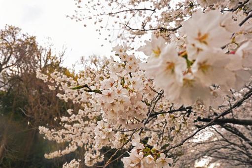 淡いソメイヨシノ 桜,ソメイヨシノ,木の写真素材