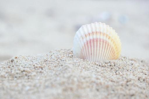 砂浜の貝殻 砂浜の貝殻 夏,海,貝殻の写真素材