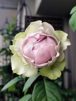 ベランダのバラ・コフレ ベランダのバラ・コフレ バラ,薔薇,コフレの写真素材