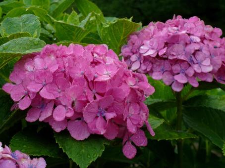 アジサイについた水滴 アジサイ,紫陽花,水滴の写真素材