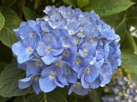 Photo, hydrangea, flower, flower bed, 