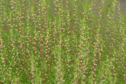 コキアの花① コキアの花①の写真