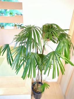 大型観葉植物 シュロチク 10号鉢 大型観葉植物 シュロチク 10号鉢 の写真
