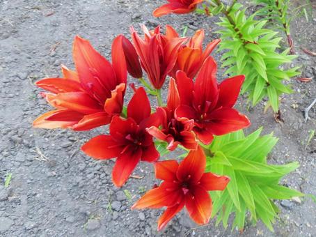 燃えるような赤いユリの花 燃えるような赤いユリの花 ユリ,百合,赤い花の写真素材